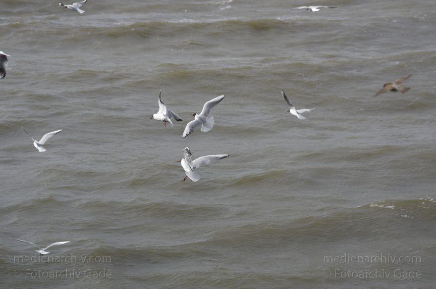 Niedersachsen. Cuxhaven. Vogel. Möwen
26. 6. 2013. Niedersachsen. Cuxhaven. Fauna. Tiere. Vogel. Vögel. Möwen (Laridae). Fluss Elbe
Schlüsselwörter: birds;Cuxhaven;Elbe;Fauna;Fluss;Laridae;Möwen;Tiere;Vogel;Vögel;2013