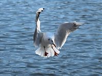 Dateiname=Vogel-Moewe-20090117-10.jpg
Dateigröße=153KB
Abmessungen: 880x660
hinzugefügt am: 06. Januar 2016 Vogel-Moewe-20090117-10.jpg