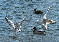 Vogel-Moewe-20090117-15.jpg