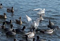 Dateiname=Vogel-Moewe-20090117-16.jpg
Dateigröße=237KB
Abmessungen: 880x601
hinzugefügt am: 06. Januar 2016 Vogel-Moewe-20090117-16.jpg