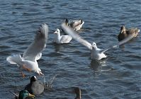 Dateiname=Vogel-Moewe-20090117-17.jpg
Dateigröße=201KB
Abmessungen: 880x614
hinzugefügt am: 06. Januar 2016 Vogel-Moewe-20090117-17.jpg