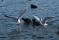 Dateiname=Vogel-Moewe-20090117-25.jpg
Dateigröße=234KB
Abmessungen: 880x606
hinzugefügt am: 06. Januar 2016 Vogel-Moewe-20090117-25.jpg