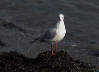Vogel-Moewe-20090926-103.jpg