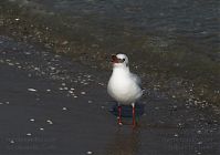 Vogel-Moewe-20090927-102.jpg
