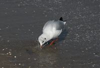 Dateiname=Vogel-Moewe-20090927-104.jpg
Dateigröße=144KB
Abmessungen: 880x601
hinzugefügt am: 06. Januar 2016 Vogel-Moewe-20090927-104.jpg