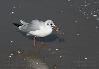 Dateiname=Vogel-Moewe-20090927-105.jpg
Dateigröße=101KB
Abmessungen: 880x608
hinzugefügt am: 06. Januar 2016 Vogel-Moewe-20090927-105.jpg