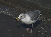 Dateiname=Vogel-Moewe-20090927-107.jpg
Dateigröße=124KB
Abmessungen: 880x625
hinzugefügt am: 06. Januar 2016 Vogel-Moewe-20090927-107.jpg