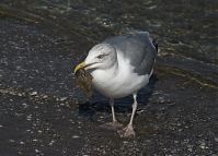 Dateiname=Vogel-Moewe-20090927-108.jpg
Dateigröße=185KB
Abmessungen: 880x630
hinzugefügt am: 06. Januar 2016 Vogel-Moewe-20090927-108.jpg