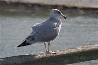 Dateiname=Vogel-Moewe-20090927-110.jpg
Dateigröße=130KB
Abmessungen: 880x587
hinzugefügt am: 06. Januar 2016 Vogel-Moewe-20090927-110.jpg