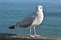 Vogel-Moewe-20090927-111a.jpg