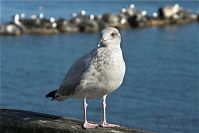 Vogel-Moewe-20090927-112a.jpg