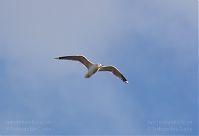 Vogel-Moewe-20120308-100.jpg