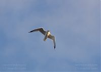 Vogel-Moewe-20120308-103.jpg