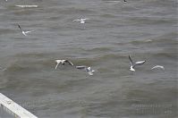 Dateiname=Vogel-Moewe-20130626-029.jpg
Dateigröße=144KB
Abmessungen: 880x584
hinzugefügt am: 06. Januar 2016 Vogel-Moewe-20130626-029.jpg
