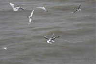 Dateiname=Vogel-Moewe-20130626-030.jpg
Dateigröße=129KB
Abmessungen: 880x584
hinzugefügt am: 06. Januar 2016 Vogel-Moewe-20130626-030.jpg