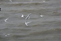 Vogel-Moewe-20130626-031.jpg