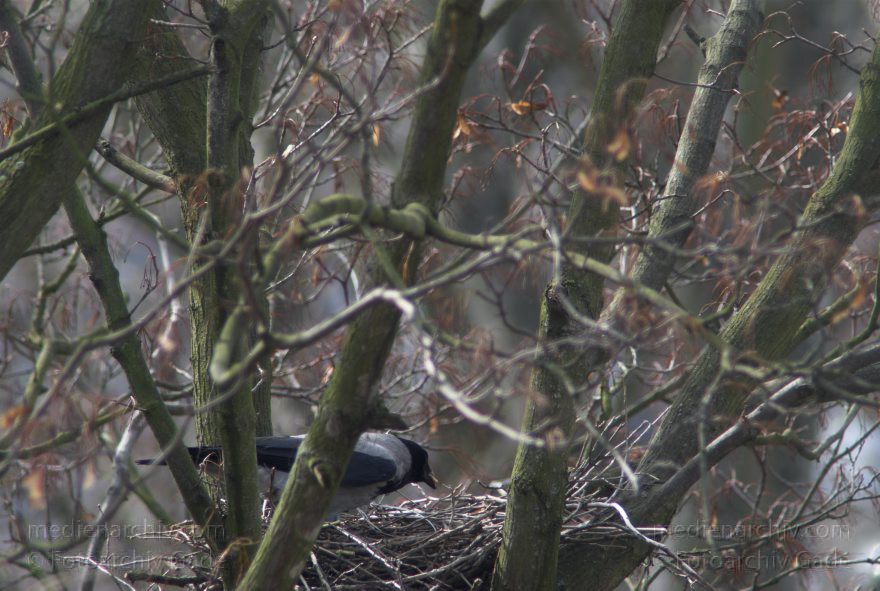 Berlin. Vogel. Krähennest. Vogelnest.
24. 3. 2010. Berlin. Mitte. Wedding. Pekinger Platz. Fauna Tiere. Vogel. Vögel. Krähennest.
Schlüsselwörter: Berlin;birds;Fauna;Krähen;Nest;Tiere;Vogel;Vögel;2010