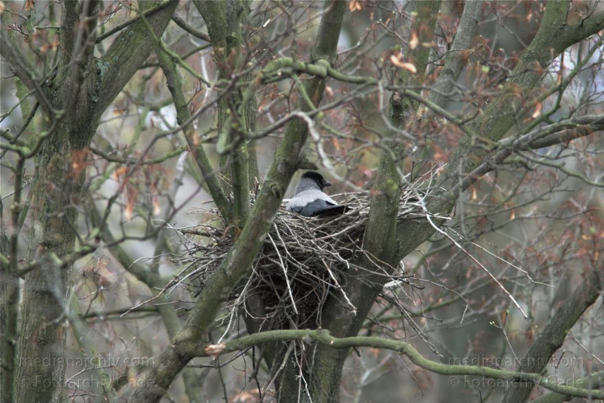 Berlin. Vogel. Eine Krähe im Nest.
2010. Berlin. Mitte. Wedding. Pekinger Platz. Fauna Tiere. Vogel. Vögel. Krähennest. Vogelnest. Eine Krähe brütet im Nest.
Schlüsselwörter: Berlin;birds;Fauna;Krähen;Nest;Tiere;Vogel;Vögel;2010