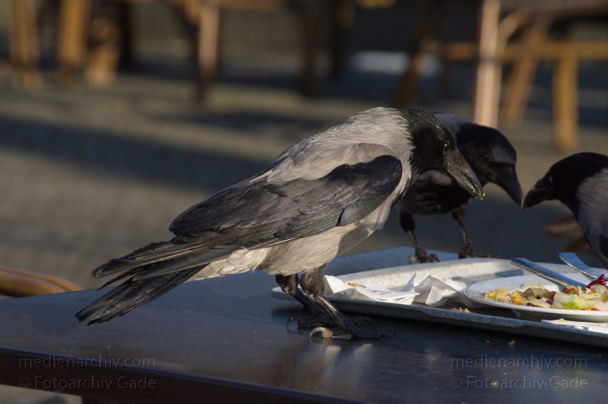 Tiere. Vogel. Nebelkrähen
13. 3. 2014. Berlin. Zoo. Tiere. Vogel. Vögel. Nebelkrähen futtern von einem Teller. (Corvus corone cornix) Rabenvögel (Corvidae)
Schlüsselwörter: Berlin;Corvus corone cornix;Nebelkrähe;Rabe;Tiere;Vogel;2014;Vögel