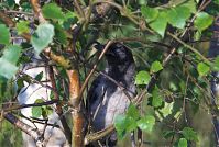 Vogel-Kraehe-20080607-133.jpg