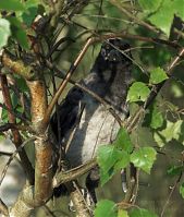 Vogel-Kraehe-20080607-134a.jpg