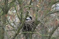 Vogel-Kraehe-20100331-015.jpg