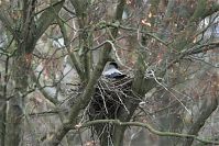 Vogel-Kraehe-20100331-026.jpg