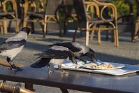 Vogel-Nebelkraehe-20140313-286.jpg