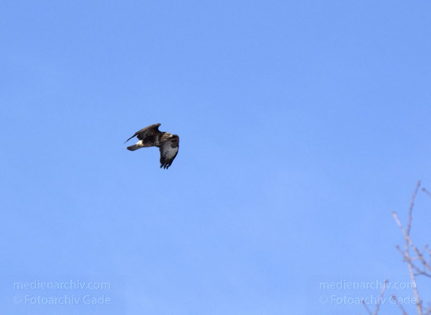 Mitte. Wedding. Rehberge. Fauna. Vogel. Bussarde (Buteo) Greifvögel - Familie Habichtartigen.
8. 2. 2012. Berlin. Mitte. Wedding. Rehberge. Fauna. Vogel. Vögel. Bussarde (Buteo) Greifvögel. Familie Habichtartigen.
Schlüsselwörter: Berlin;birds;Bussarde;Buteo;Fauna;Greifvogel;Rehberge;Tiere;Turdidae;Turdus merula;Vogel;Vögel;Wedding;2012