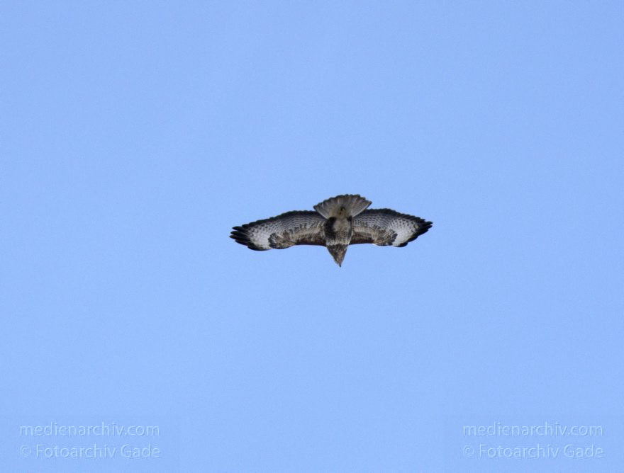Mitte. Wedding. Rehberge. Fauna. Vogel. Bussarde (Buteo) Greifvögel - Familie Habichtartigen.
8. 2. 2012. Berlin. Mitte. Wedding. Rehberge. Fauna. Vogel. Vögel. Bussarde (Buteo) Greifvögel. Familie Habichtartigen.
Schlüsselwörter: Berlin;birds;Bussarde;Buteo;Fauna;Greifvogel;Rehberge;Tiere;Turdidae;Turdus merula;Vogel;Vögel;Wedding;2012