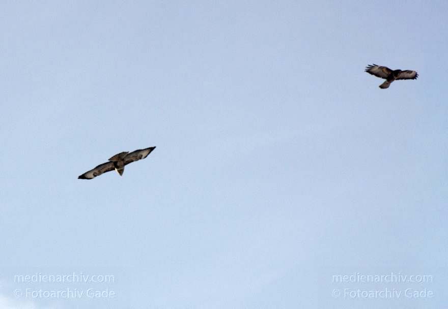 Mitte. Wedding. Rehberge. Fauna. Vogel. Bussarde (Buteo) Greifvögel - Familie Habichtartigen.
8. 2. 2012. Berlin. Mitte. Wedding. Rehberge. Fauna. Vogel. Vögel. Bussarde (Buteo) Greifvögel. Familie Habichtartigen.
Schlüsselwörter: Berlin;birds;Bussarde;Buteo;Fauna;Greifvogel;Rehberge;Tiere;Turdidae;Turdus merula;Vogel;Vögel;Wedding;2012