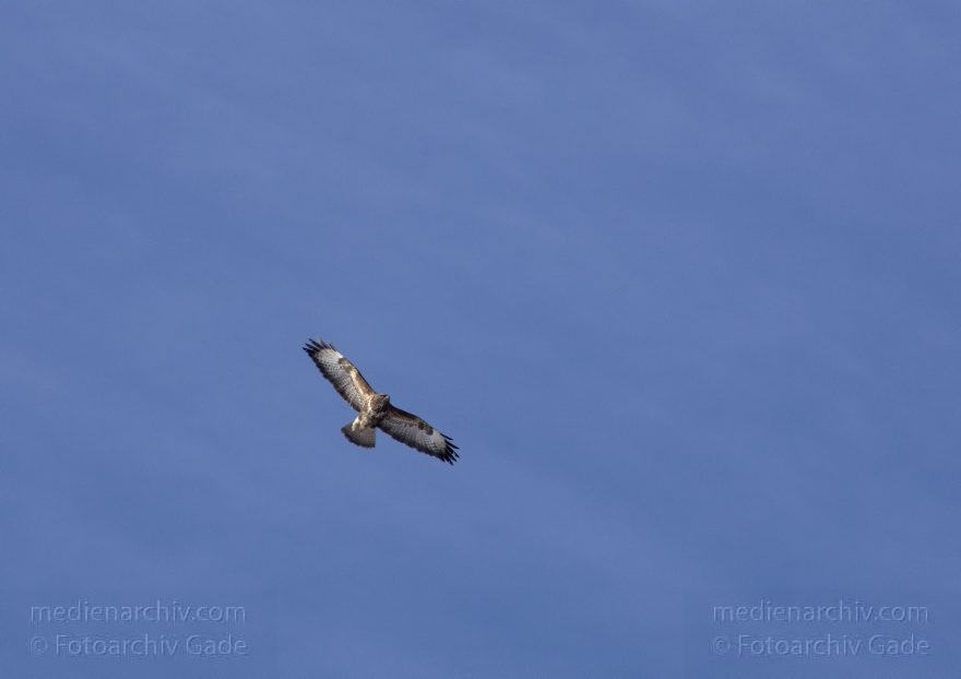 Mitte. Wedding. Rehberge. Fauna. Vogel. Bussarde (Buteo) Greifvögel - Familie Habichtartigen.
8. 2. 2012. Berlin. Mitte. Wedding. Rehberge. Fauna. Vogel. Vögel. Bussarde (Buteo) Greifvögel. Familie Habichtartigen.
Schlüsselwörter: Berlin;birds;Bussarde;Buteo;Fauna;Greifvogel;Rehberge;Tiere;Turdidae;Turdus merula;Vogel;Vögel;Wedding;2012