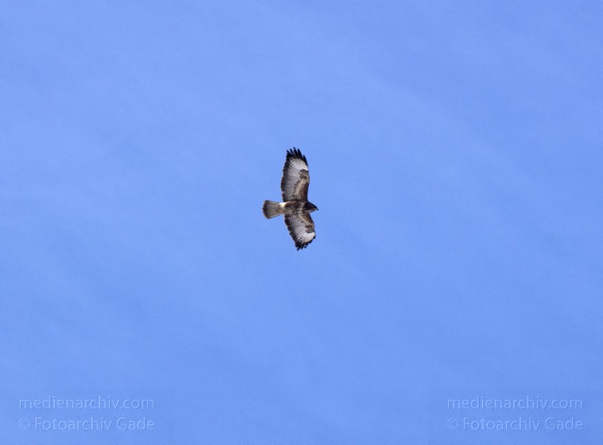 Mitte. Wedding. Rehberge. Fauna. Vogel. Bussarde (Buteo) Greifvögel - Familie Habichtartigen.
8. 2. 2012. Berlin. Mitte. Wedding. Rehberge. Fauna. Vogel. Vögel. Bussarde (Buteo) Greifvögel. Familie Habichtartigen.
Schlüsselwörter: Berlin;birds;Bussarde;Buteo;Fauna;Greifvogel;Rehberge;Tiere;Turdidae;Turdus merula;Vogel;Vögel;Wedding;2012