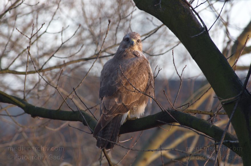Mitte. Wedding. Nordufer. Fauna. Vogel. Bussarde (Buteo) Greifvögel - Familie Habichtartigen
5. 3. 2012. Berlin. Mitte. Wedding. Nordufer. Fauna. Vogel. Vögel. Bussarde (Buteo) Greifvögel. Familie Habichtartigen
Schlüsselwörter: Berlin;birds;Bussarde;Buteo;Fauna;Greifvogel;Nordufer;Tiere;Turdidae;Turdus merula;Vogel;Vögel;Wedding;2012