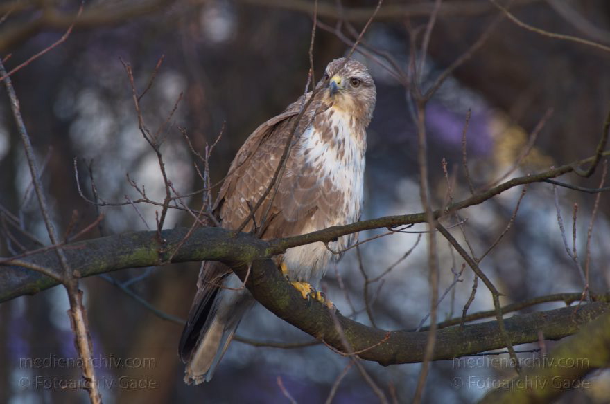 Mitte. Wedding. Nordufer. Fauna. Vogel. Bussarde (Buteo) Greifvögel - Familie Habichtartigen
5. 3. 2012. Berlin. Mitte. Wedding. Nordufer. Fauna. Vogel. Vögel. Bussarde (Buteo) Greifvögel. Familie Habichtartigen
Schlüsselwörter: Berlin;birds;Bussarde;Buteo;Fauna;Greifvogel;Nordufer;Tiere;Turdidae;Turdus merula;Vogel;Vögel;Wedding;2012