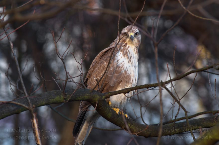 Mitte. Wedding. Nordufer. Fauna. Vogel. Bussarde (Buteo) Greifvögel - Familie Habichtartigen
5. 3. 2012. Berlin. Mitte. Wedding. Nordufer. Fauna. Vogel. Vögel. Bussarde (Buteo) Greifvögel. Familie Habichtartigen
Schlüsselwörter: Berlin;birds;Bussarde;Buteo;Fauna;Greifvogel;Nordufer;Tiere;Turdidae;Turdus merula;Vogel;Vögel;Wedding;2012