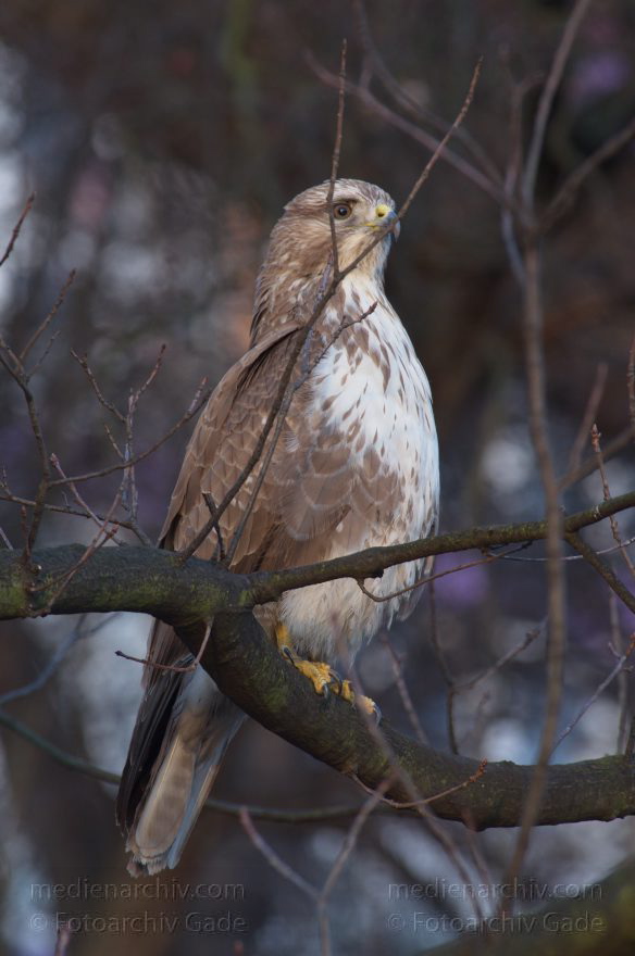 Mitte. Wedding. Nordufer. Fauna. Vogel. Bussarde (Buteo) Greifvögel - Familie Habichtartigen
5. 3. 2012. Berlin. Mitte. Wedding. Nordufer. Fauna. Vogel. Vögel. Bussarde (Buteo) Greifvögel. Familie Habichtartigen
Schlüsselwörter: Berlin;birds;Bussarde;Buteo;Fauna;Greifvogel;Nordufer;Tiere;Turdidae;Turdus merula;Vogel;Vögel;Wedding;2012