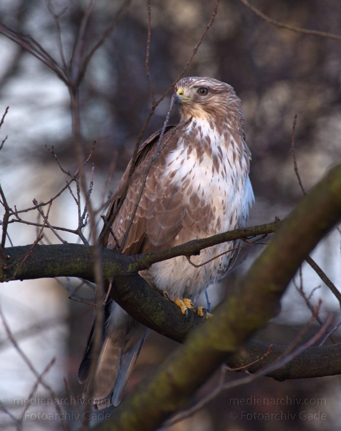 Mitte. Wedding. Nordufer. Fauna. Vogel. Bussarde (Buteo) Greifvögel - Familie Habichtartigen
5. 3. 2012. Berlin. Mitte. Wedding. Nordufer. Fauna. Vogel. Vögel. Bussarde (Buteo) Greifvögel. Familie Habichtartigen
Schlüsselwörter: Berlin;birds;Bussarde;Buteo;Fauna;Greifvogel;Nordufer;Tiere;Turdidae;Turdus merula;Vogel;Vögel;Wedding;2012