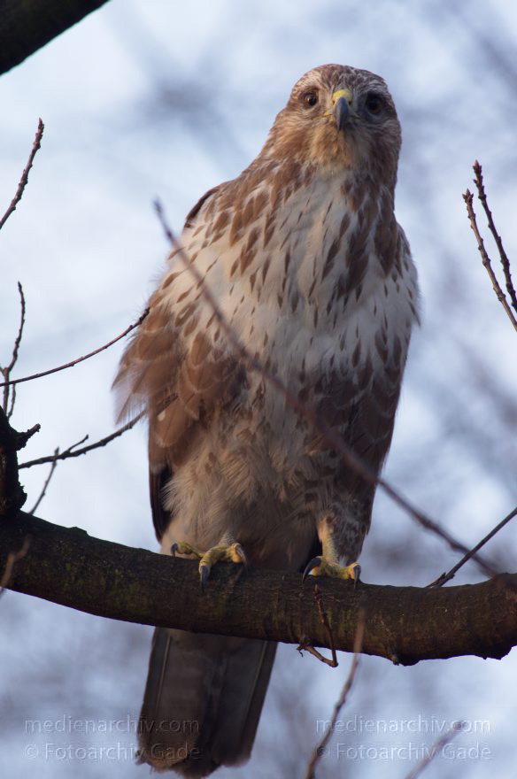 Mitte. Wedding. Nordufer. Fauna. Vogel. Bussarde (Buteo) Greifvögel - Familie Habichtartigen
5. 3. 2012. Berlin. Mitte. Wedding. Nordufer. Fauna. Vogel. Vögel. Bussarde (Buteo) Greifvögel. Familie Habichtartigen
Schlüsselwörter: Berlin;birds;Bussarde;Buteo;Fauna;Greifvogel;Nordufer;Tiere;Turdidae;Turdus merula;Vogel;Vögel;Wedding;2012