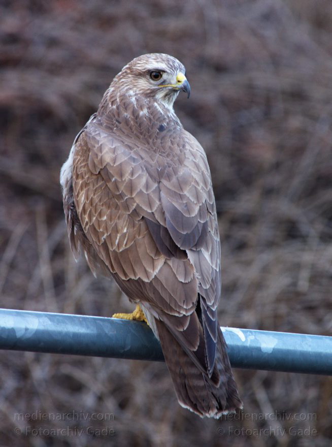 Mitte. Wedding. Nordufer. Fauna. Vogel. Bussarde (Buteo) Greifvögel - Familie Habichtartigen
5. 3. 2012. Berlin. Mitte. Wedding. Nordufer. Fauna. Vogel. Vögel. Bussarde (Buteo) Greifvögel. Familie Habichtartigen
Schlüsselwörter: Berlin;birds;Bussarde;Buteo;Fauna;Greifvogel;Nordufer;Tiere;Turdidae;Turdus merula;Vogel;Vögel;Wedding;2012