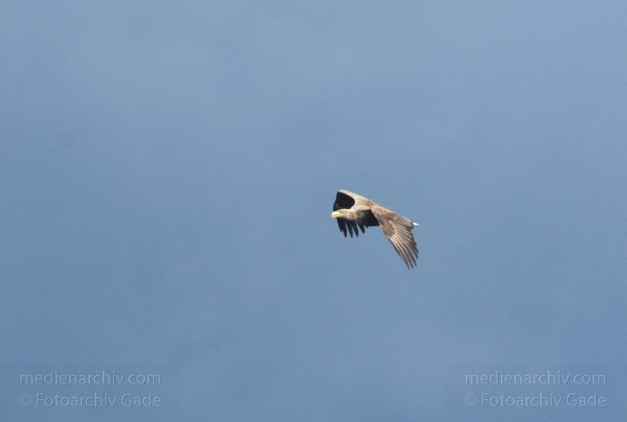 Fischadler über dem Tegeler See. Pandion haliaetus
19. 4. 2014. Berlin. Fauna. Tiere. Vogel. Vögel. Fischadler über dem Tegeler See. (Pandion haliaetus)
Schlüsselwörter: Berlin;Fauna;Fischadler;Pandion haliaetus;Tiere;Vogel;2014;Vögel