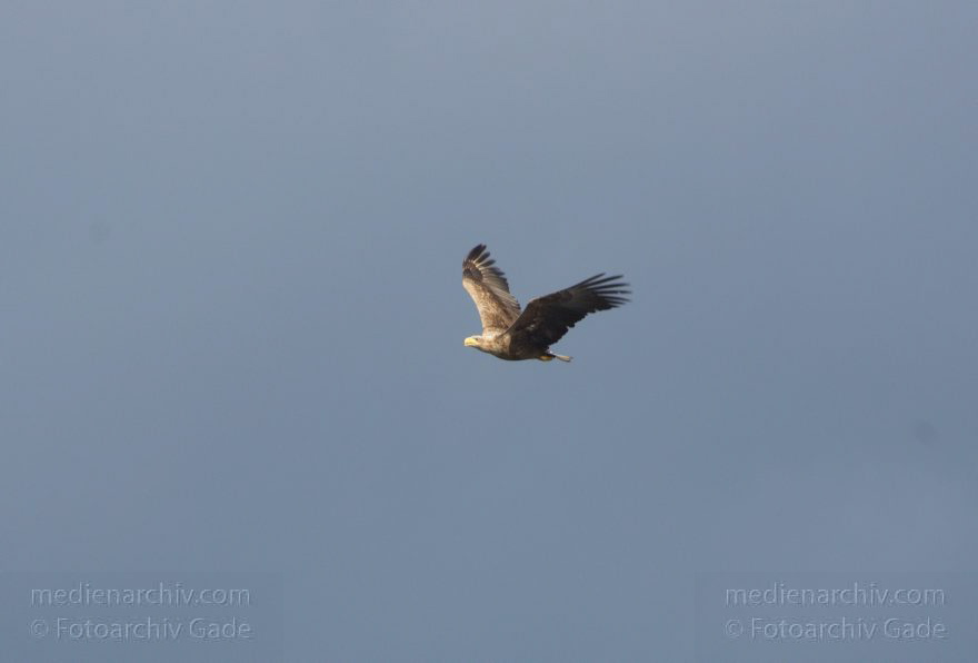 Fischadler über dem Tegeler See. Pandion haliaetus
19. 4. 2014. Berlin. Fauna. Tiere. Vogel. Vögel. Fischadler über dem Tegeler See. (Pandion haliaetus)
Schlüsselwörter: Berlin;Fauna;Fischadler;Pandion haliaetus;Tiere;Vogel;2014;Vögel