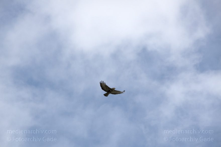 Fliegender Raubvogel
23. 2. 2012. Tier. Fauna. Fliegender Raubvogel
Schlüsselwörter: birds;Raubvogel;Vogel;Vögel;2012;Berlin;Fauna;Tiere