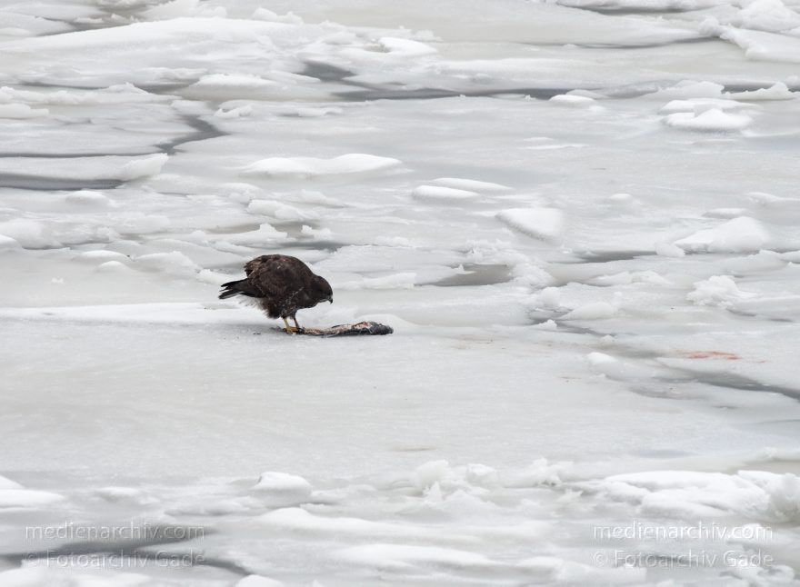 Raubvogel mit Beute auf dem Eis
24. 12. 2010. Berlin. Ein Raubvogel frisst einen Fisch auf dem zugefrorenen Berlin-Spandauer-Schifffahrtskanal. Winter. Schnee. Eis
Schlüsselwörter: 2010;Raubvogel;Beute;Fisch;Berlin;fressen;Winter;Schnee;Eis