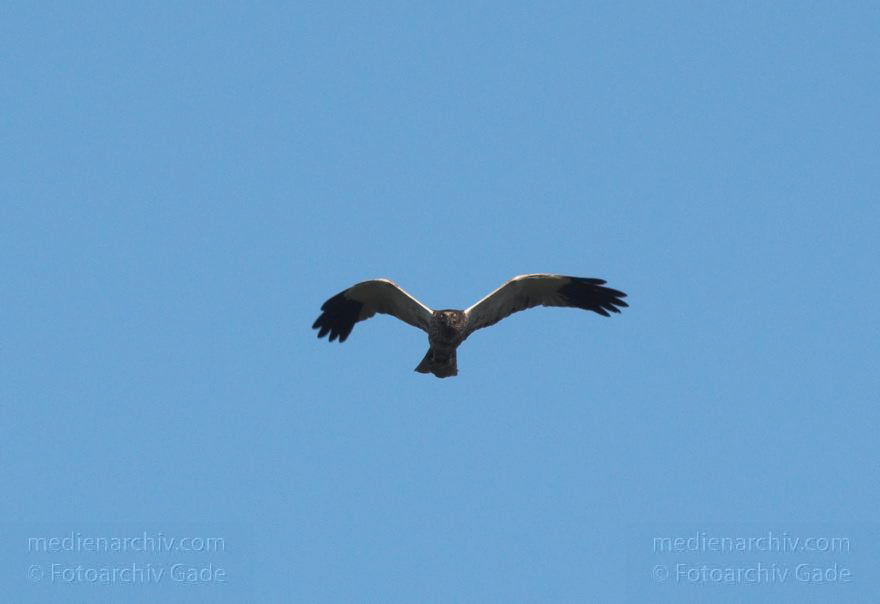 Feldberger Seenlandschaft. Rohrweihe. Greifvogel
8. 7. 2011. Mecklenburg-Vorpommern. Feldberger Seenlandschaft. Carwitz. Fauna Tiere. Rohrweihe im Flug. Greifvogel. Männliche Rohrweihe im Flug (Circus aeruginosus) Greifvogel. Familie der Habichtartigen (Accipitridae)
Schlüsselwörter: birds;Carwitz;Fauna;Feldberger-Seenlandschaft;Greifvogel;Mecklenburg-Vorpommern;Raubvogel;Rohrweihe;Tiere;Vogel;Vögel;2011