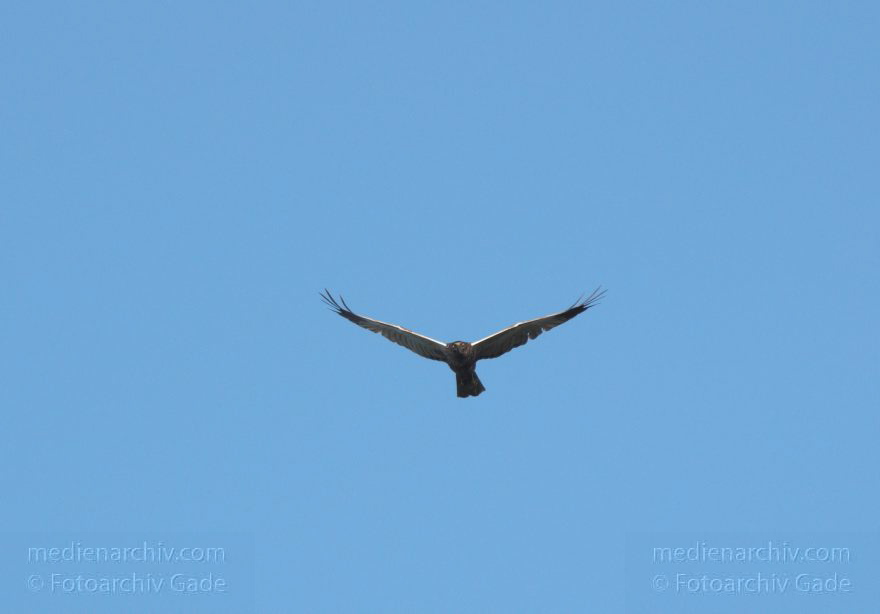 Feldberger Seenlandschaft. Rohrweihe. Greifvogel
8. 7. 2011. Mecklenburg-Vorpommern. Feldberger Seenlandschaft. Carwitz. Fauna Tiere. Rohrweihe im Flug. Greifvogel. Männliche Rohrweihe im Flug (Circus aeruginosus) Greifvogel. Familie der Habichtartigen (Accipitridae)
Schlüsselwörter: birds;Carwitz;Fauna;Feldberger-Seenlandschaft;Greifvogel;Mecklenburg-Vorpommern;Raubvogel;Rohrweihe;Tiere;Vogel;Vögel;2011