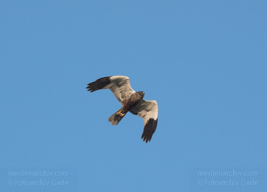 Feldberger Seenlandschaft. Rohrweihe. Greifvogel
8. 7. 2011. Mecklenburg-Vorpommern. Feldberger Seenlandschaft. Carwitz. Fauna Tiere. Rohrweihe im Flug. Greifvogel. Männliche Rohrweihe im Flug (Circus aeruginosus) Greifvogel. Familie der Habichtartigen (Accipitridae)
Schlüsselwörter: birds;Carwitz;Fauna;Feldberger-Seenlandschaft;Greifvogel;Mecklenburg-Vorpommern;Raubvogel;Rohrweihe;Tiere;Vogel;Vögel;2011