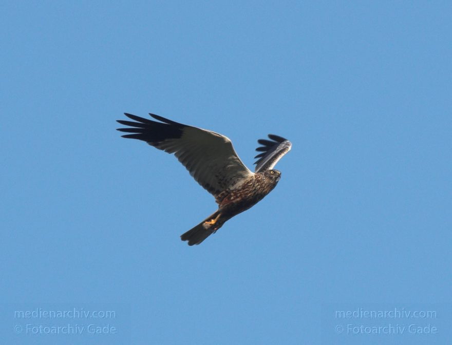 Feldberger Seenlandschaft. Rohrweihe. Greifvogel
8. 7. 2011. Mecklenburg-Vorpommern. Feldberger Seenlandschaft. Carwitz. Fauna Tiere. Rohrweihe im Flug. Greifvogel. Männliche Rohrweihe im Flug (Circus aeruginosus) Greifvogel. Familie der Habichtartigen (Accipitridae)
Schlüsselwörter: birds;Carwitz;Fauna;Feldberger-Seenlandschaft;Greifvogel;Mecklenburg-Vorpommern;Raubvogel;Rohrweihe;Tiere;Vogel;Vögel;2011