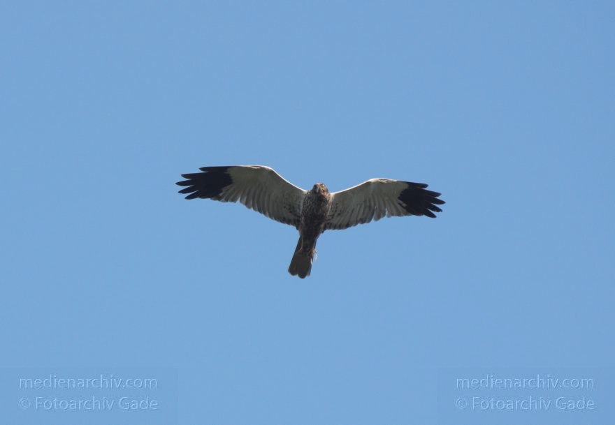 Feldberger Seenlandschaft. Rohrweihe. Greifvogel
8. 7. 2011. Mecklenburg-Vorpommern. Feldberger Seenlandschaft. Carwitz. Fauna Tiere. Rohrweihe im Flug. Greifvogel. Männliche Rohrweihe im Flug (Circus aeruginosus) Greifvogel. Familie der Habichtartigen (Accipitridae)
Schlüsselwörter: birds;Carwitz;Fauna;Feldberger-Seenlandschaft;Greifvogel;Mecklenburg-Vorpommern;Raubvogel;Rohrweihe;Tiere;Vogel;Vögel;2011