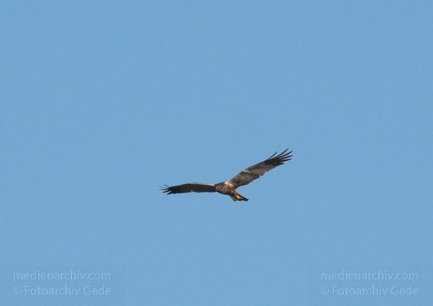 Feldberger Seenlandschaft. Rohrweihe. Greifvogel
8. 7. 2011. Mecklenburg-Vorpommern. Feldberger Seenlandschaft. Carwitz. Fauna Tiere. Rohrweihe im Flug. Greifvogel. Männliche Rohrweihe im Flug (Circus aeruginosus) Greifvogel. Familie der Habichtartigen (Accipitridae)
Schlüsselwörter: birds;Carwitz;Fauna;Feldberger-Seenlandschaft;Greifvogel;Mecklenburg-Vorpommern;Raubvogel;Rohrweihe;Tiere;Vogel;Vögel;2011